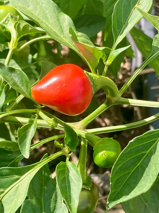 🌶️ Sweet Cherry Capsicum (Red) – Heirloom Seeds 🌶️