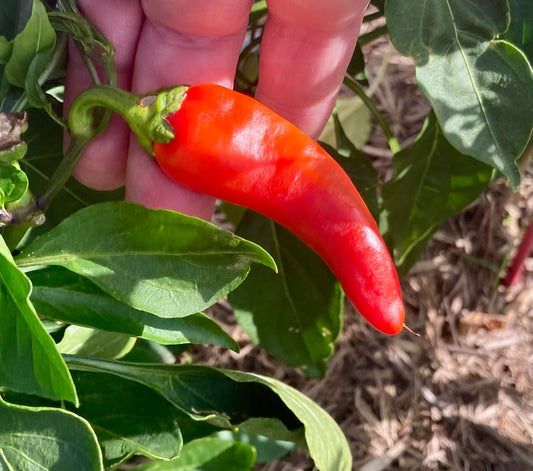 🌶️ Capsicum Sweet Banana Seeds – Sweet, Crunchy & Ridiculously Easy to Grow! 🌶️