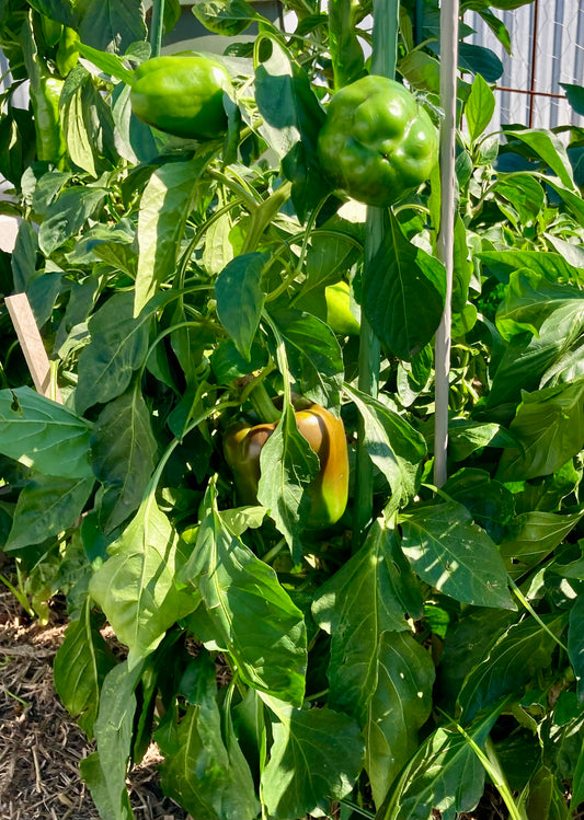 🌶️ CAPSICUM ‘CALIFORNIA WONDER’ – HEIRLOOM SEEDS (RED OR GREEN) 🌶️