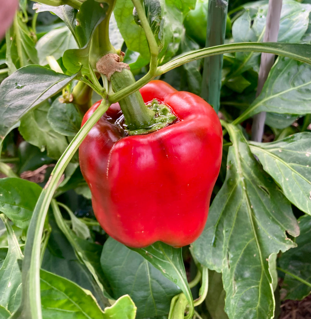 🌶️ CAPSICUM ‘CALIFORNIA WONDER’ – HEIRLOOM SEEDS (RED OR GREEN) 🌶️