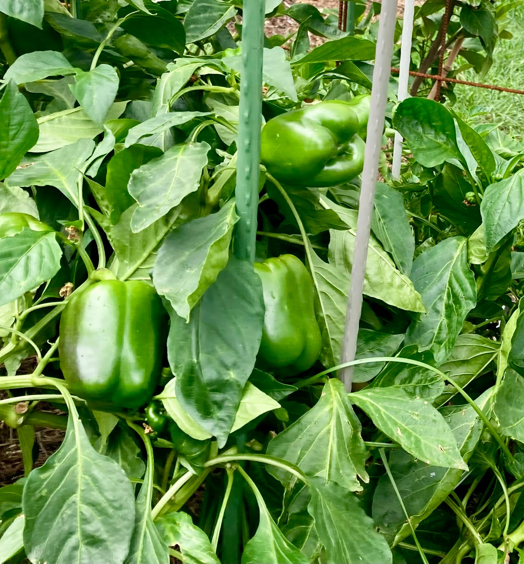 🌶️ CAPSICUM ‘CALIFORNIA WONDER’ – HEIRLOOM SEEDS (RED OR GREEN) 🌶️