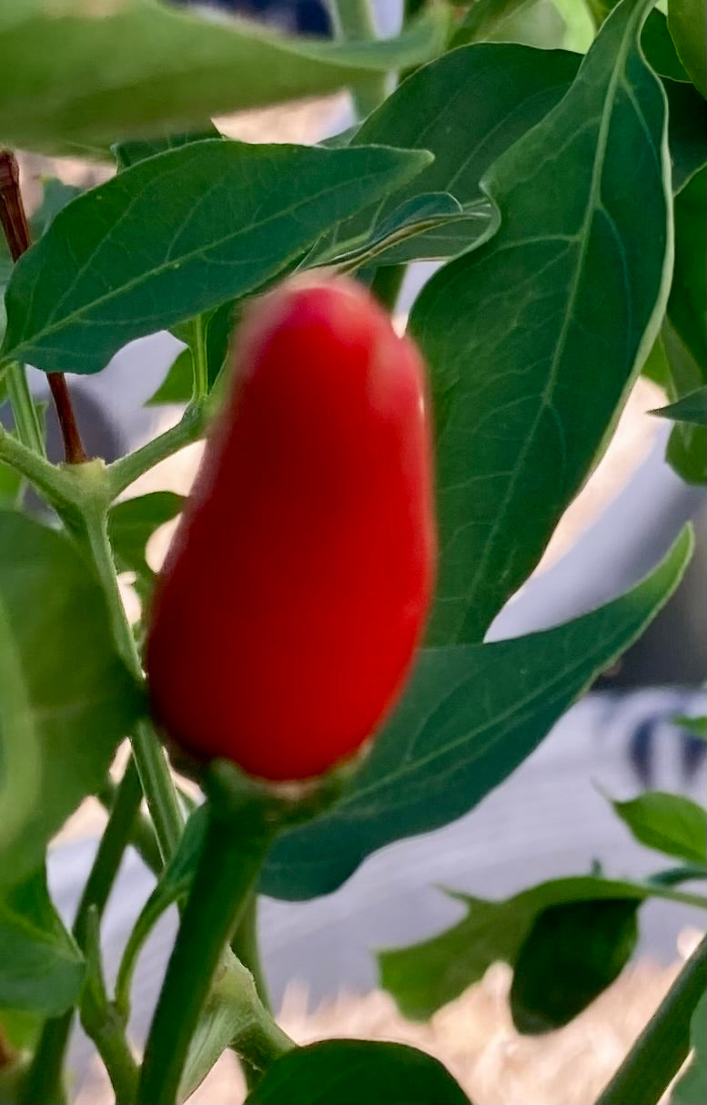 Asian Bird’s Eye Chilli Seeds – Hot, Hardy & Highly Productive!