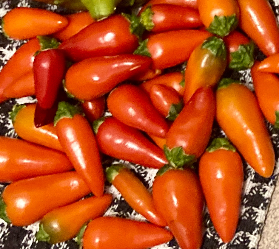 Asian Bird’s Eye Chilli Seeds – Hot, Hardy & Highly Productive!