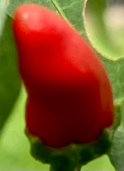 Asian Bird’s Eye Chilli Seeds – Hot, Hardy & Highly Productive!
