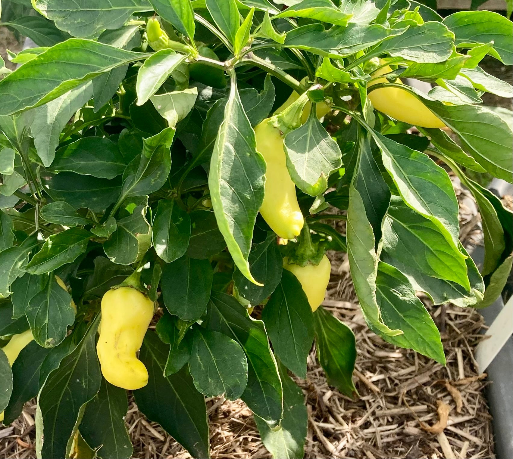 🌶️ Capsicum Sweet Banana Seeds – Sweet, Crunchy & Ridiculously Easy to Grow! 🌶️