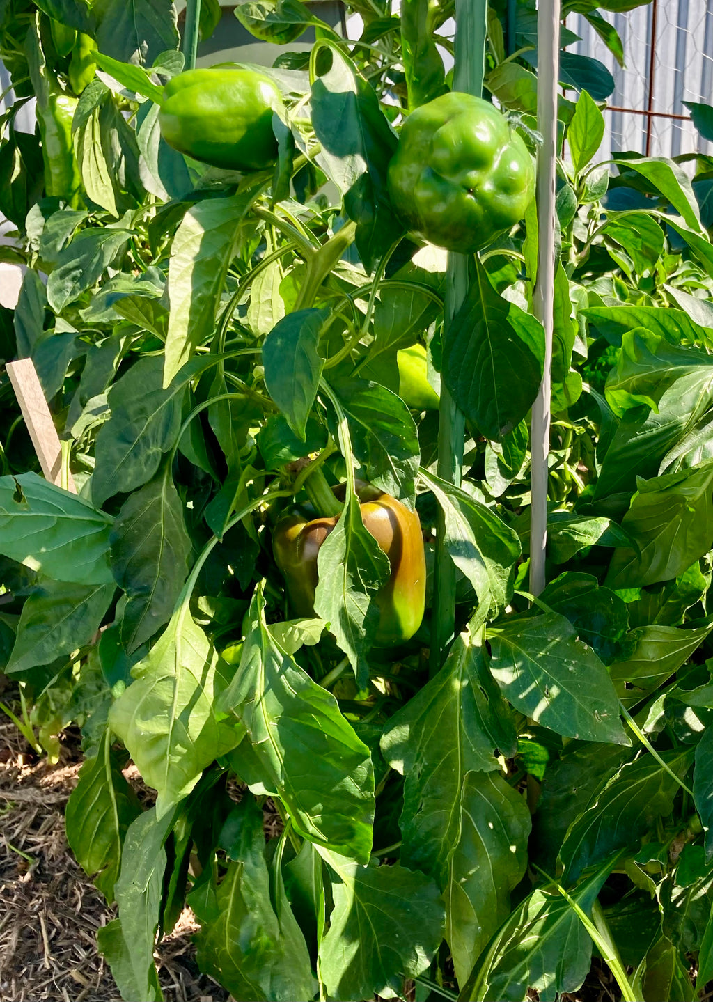 🌶️ CAPSICUM ‘CALIFORNIA WONDER’ – HEIRLOOM SEEDS (RED OR GREEN) 🌶️