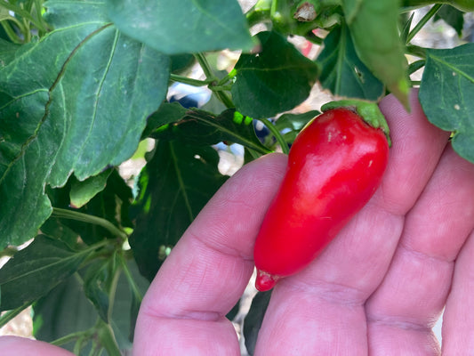 🌶️ Capsicum Sweet Banana Seeds – Sweet, Crunchy & Ridiculously Easy to Grow! 🌶️