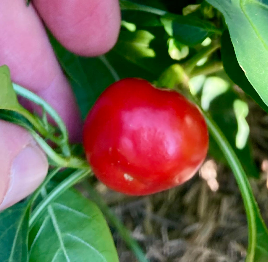 🌶️ Sweet Cherry Capsicum (Red) – Heirloom Seeds 🌶️