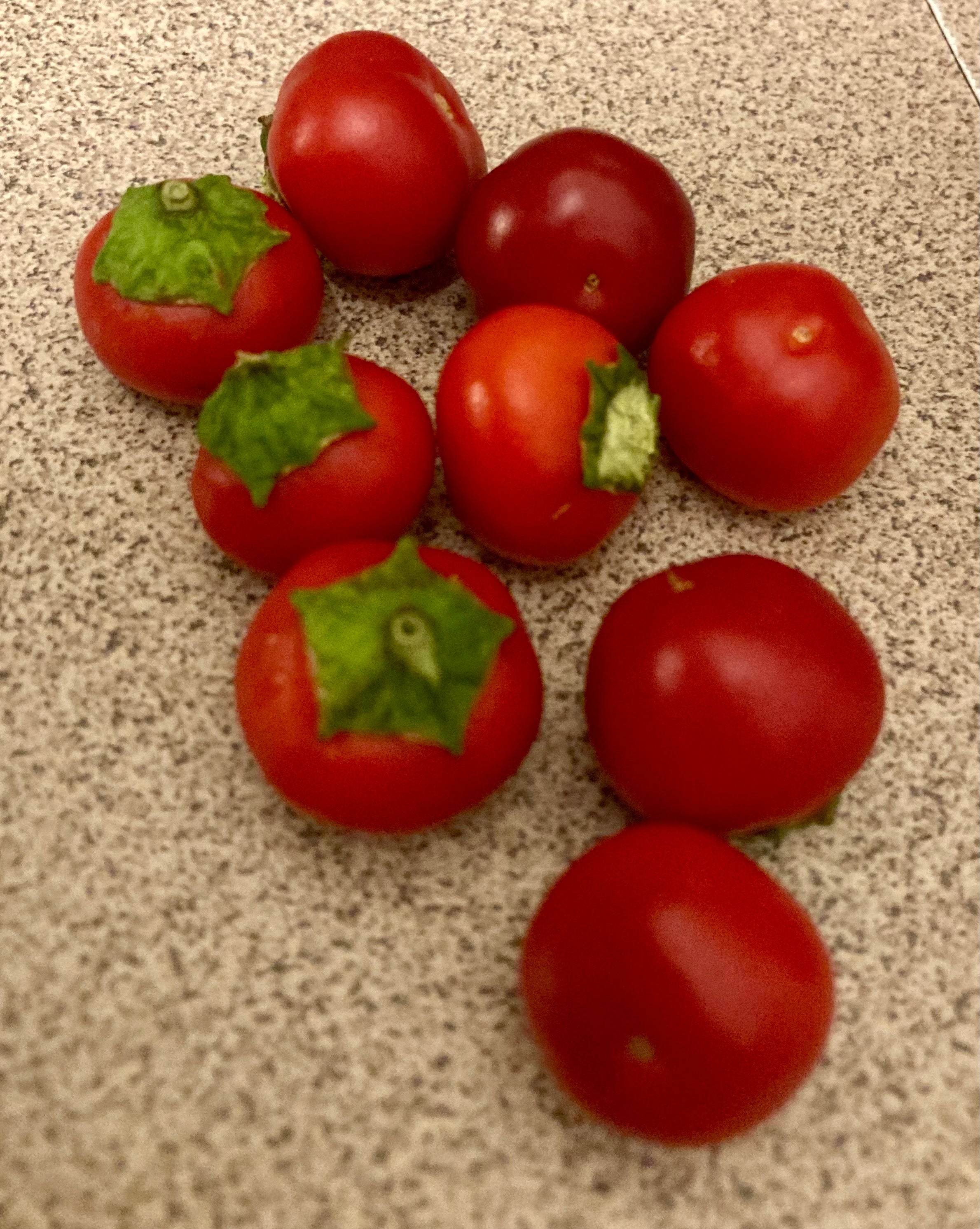 🌶️ Sweet Cherry Capsicum (Red) – Heirloom Seeds 🌶️